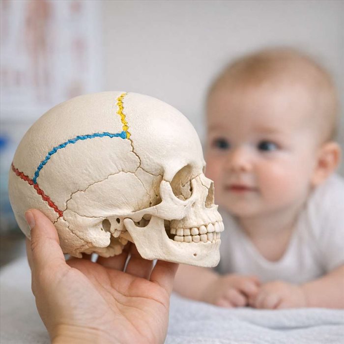 Comment se forment les sutures du crâne chez l'enfant ?
